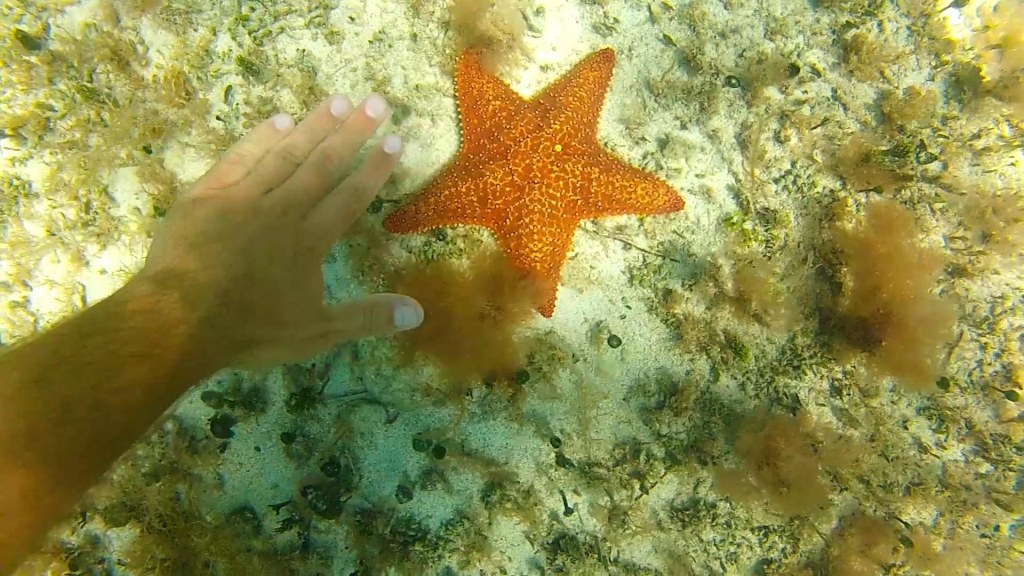 Brian Dale - Finding a Starfish in the Clear Waters of Key Largo, Florida