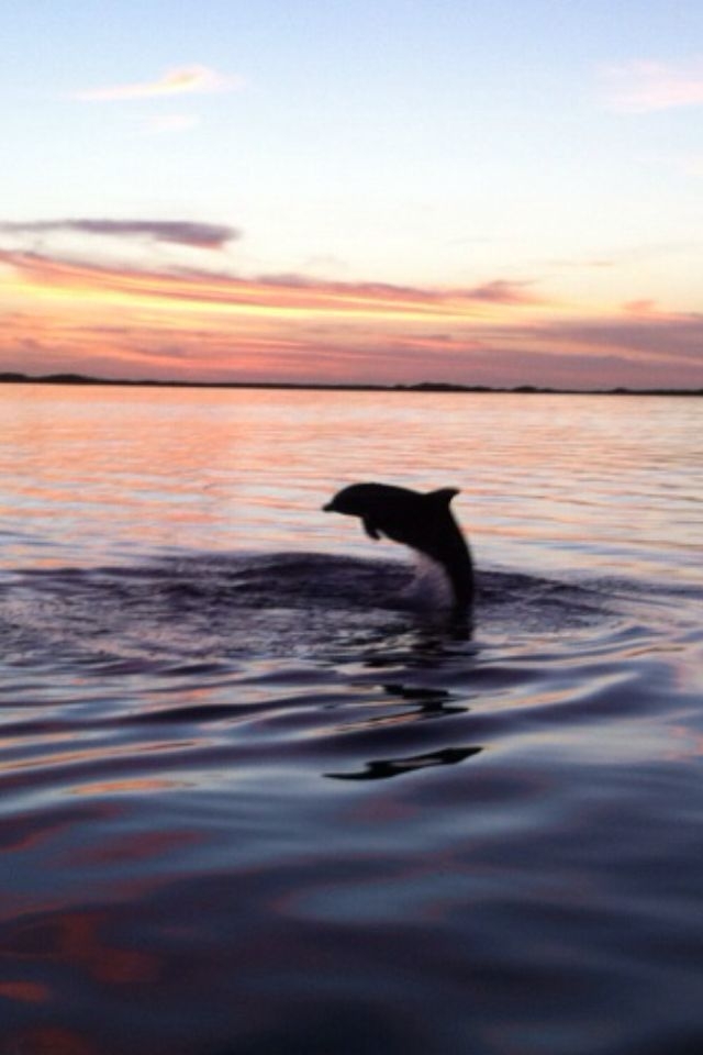 A Jumping Dolphin in Key Largo Florida