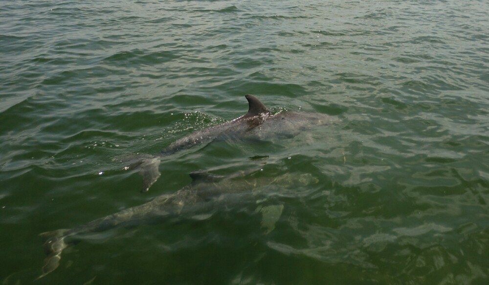 Dolphins Accompanying the Sailboat at Key Largo - from Ned Gilchrist