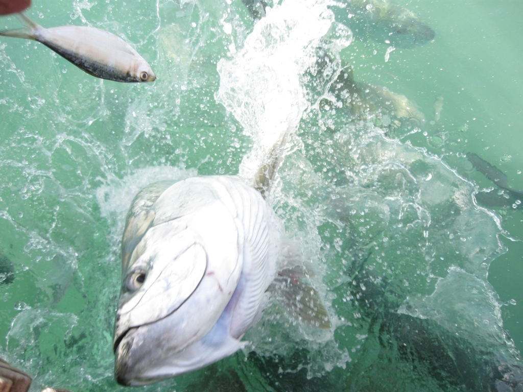 Feeding the Tarpon at Robbies in the Florida Keys - from Jim and Caroline Boyd