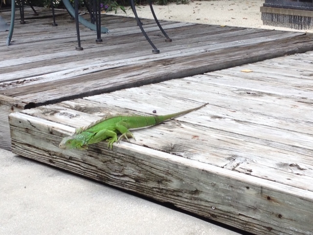 Florida Iguana in Key Lime Sailing Club Key Largo - from John Bruenn