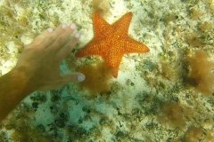 Brian Dale - Finding a Starfish in the Clear Waters of Key Largo, Florida