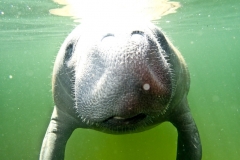 From Amy Broman - Hanging out with the Florida Manatee