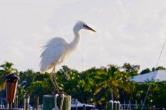 From Daniel & Sandra Whang - an Elegant White Morph Great Blue Heron Suns Himself on the Pier in Key Largo Cottages Florida
