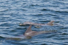 From Daniel & Sandra Whang - During Our Sailing Lesson in American Sailing Academy We Were Accosted by Some Friendly Dolphins Who Wanted to Swim with Our Sleek Sailboat!