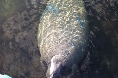 A Curious Florida Manatee in Key Largo by Judith Walldorff