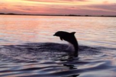 A Jumping Dolphin in Key Largo Florida