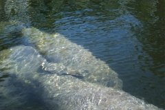 Baby Manatee Hugging Its Mother in the Everglades - from Rob Barnes