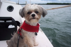 Cute Dog Enjoying Sailing in Key Largo Florida - from Kim Stakleff