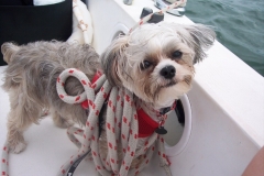 Cute Dog on a Sailboat in Key Largo Florida - from Kim Stakleff