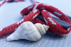 Cute Shell on a Sailboat of Key Lime Sailing Club and Cottages by Michaela Mcgowan