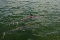 Dolphins Accompanying the Sailboat at Key Largo - from Ned Gilchrist