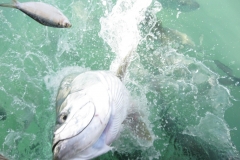 Feeding the Tarpon at Robbies in the Florida Keys - from Jim and Caroline Boyd