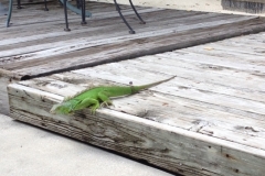 Florida Iguana in Key Lime Sailing Club Key Largo - from John Bruenn