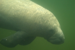 Florida Manatee at Key Largo Cottages from Rob Barnes