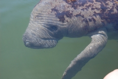 Florida Manatee - from Aimee, Britni and Chris Hendrickson