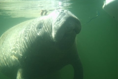 Florida Manatee up Close in Key Largo - from Rob Barnes