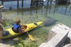 Florida Manatees Playing with Kayakers at Key Lime Sailing Club Key Largo - from Warren and Debra Oatman