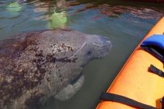 Florida Manatees Playing with Kayakers - from Aimee, Britni and Chris Hendrickson