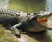 alligator