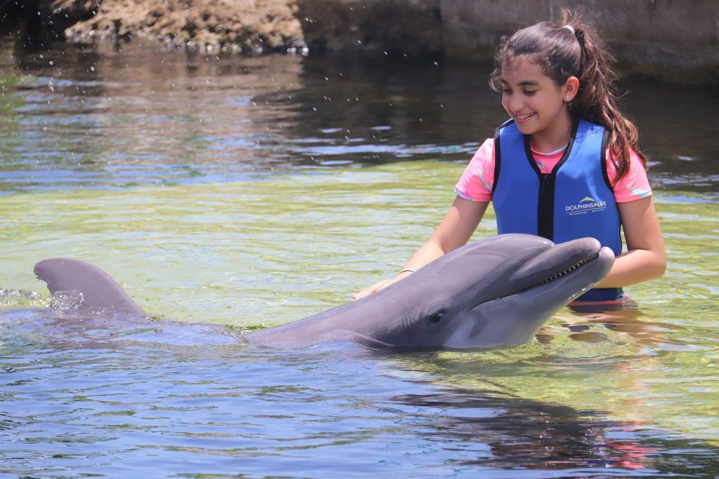 dolphins plus key largo dolphins plus key largo
