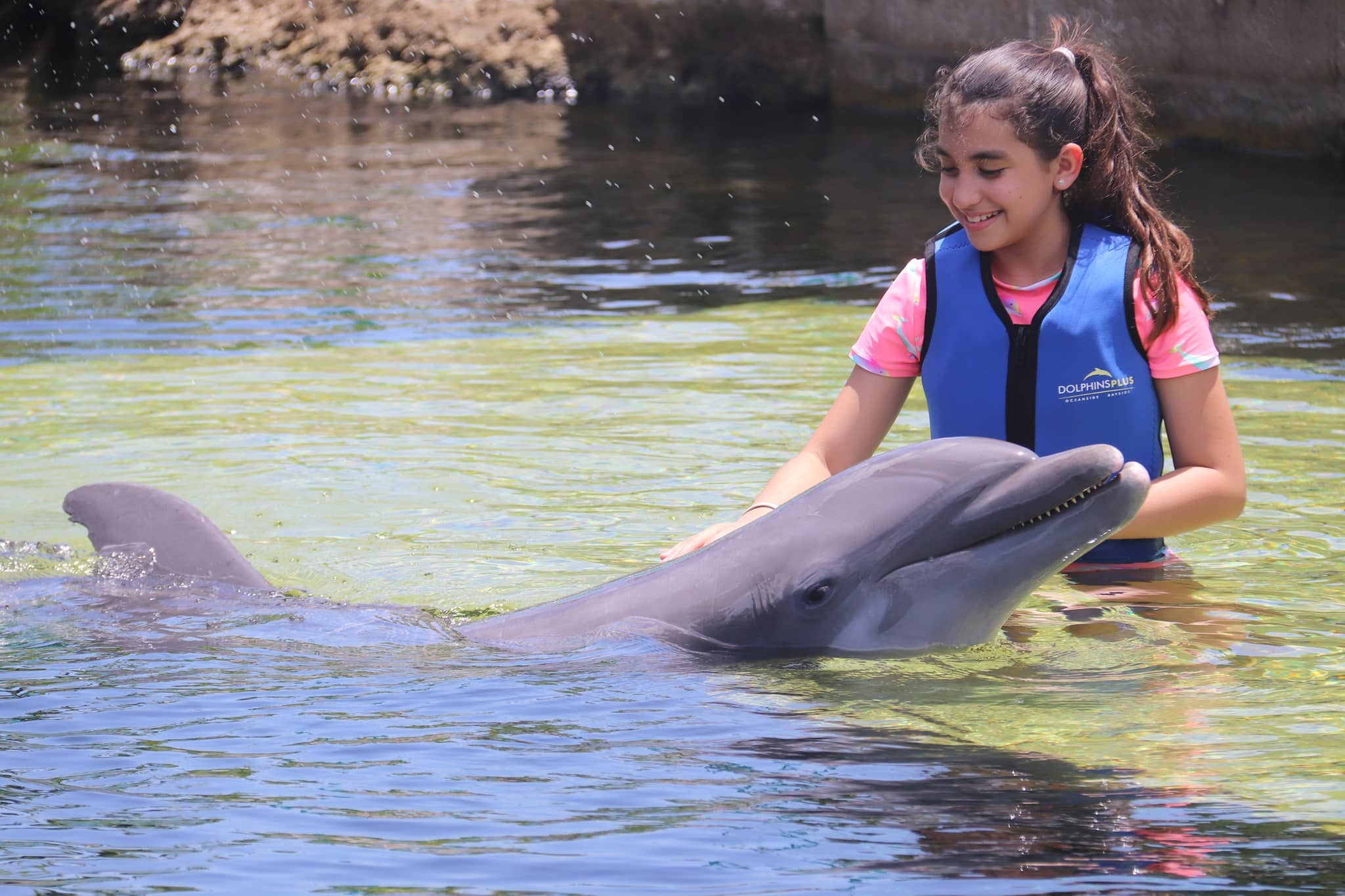 dolphins plus key largo